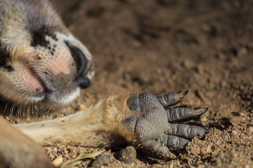 Kangaroo sleeping