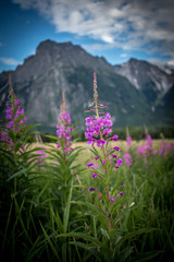 Obraz premium Fireweed