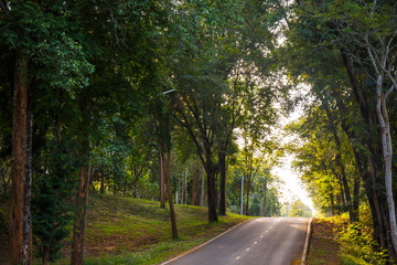 Obraz premium forest road trees along at the country side in thailand