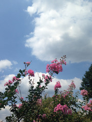 サルスベリ　8月