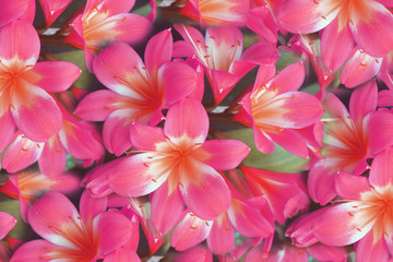 Amaryllis ,Star lily flower background