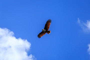 Kite in flight