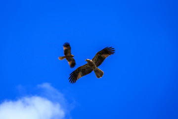 Kite in flight