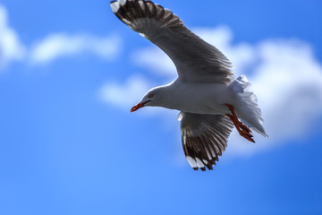 Seagull flying 
