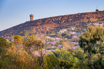 Northcliff JHB Watertower Jacaranda trees purple