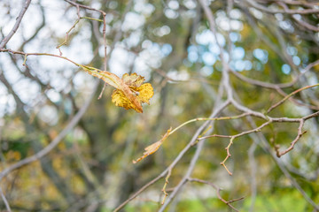 Leaves on tree, turning to yellow. Spring, Autumn.