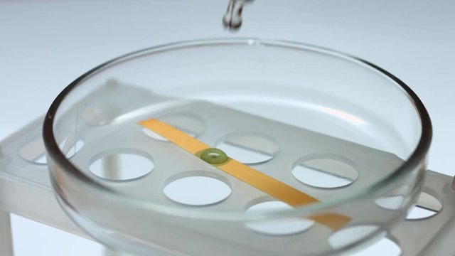 Drop alkaline transparent liquid on litmus strip in petri dish