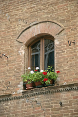 Fototapeta na wymiar plants n windows