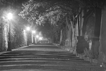 lamp-post n trees 1 bw