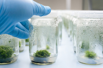 Experiment plant tissue culture in laboratory, Selective focus.