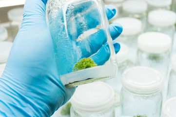 Experiment plant tissue culture in laboratory, Selective focus.