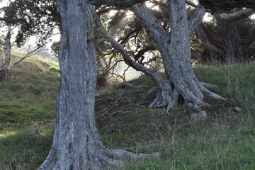 Fairy tale country with ancient trees in valleys in back light creating dark shadows.