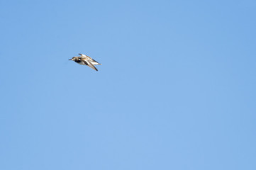 Male Ruddy Turnstone flying