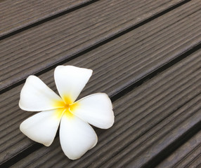 Fototapeta na wymiar Plumeria or Frangipani flower on wooden background