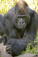 lowland gorilla