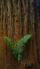 fern in redwood