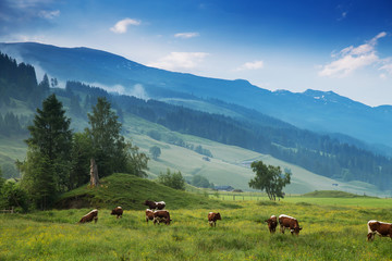 Fototapeta na wymiar Morning in the Alps, Austria, Rauris. Nature landscape