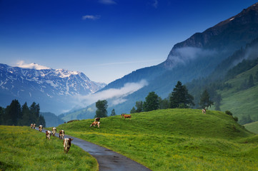 Fototapeta na wymiar Morning in the Alps, Austria, Rauris. Nature landscape