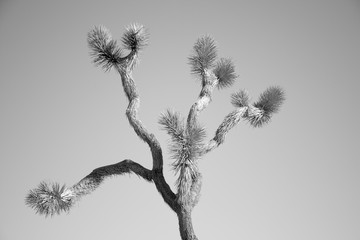 joshua tree 2 bw