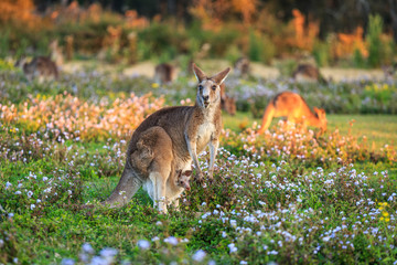 Wild Kangaroo