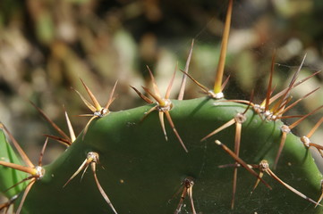 
Cactus