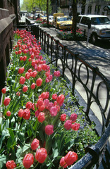 ny tulips