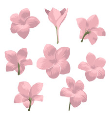 Fototapeta premium Plumeria pudica flower set