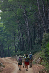 Fototapeta na wymiar hiking in pine forest