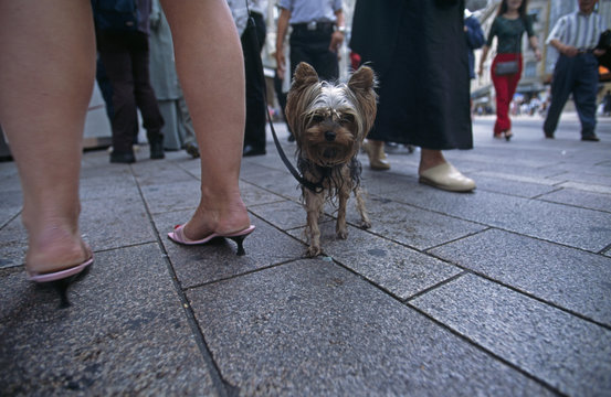 gva terrier