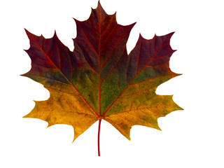 Maple Leaf