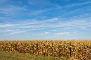 American farmland, landscape with blue sky