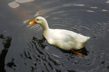 
duck