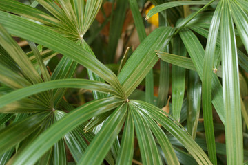 Palm Leaf 