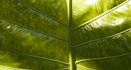 Leaf In Soft Focus Background.