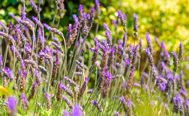 Many purple lavender flowers in a garden setting on a summers day, with green foliage in the background 