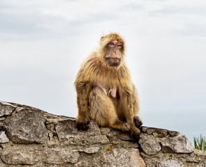 The Barbary macaque population in Gibraltar is the only wild monkey population in the European continent. Some three hundred animals in five troops occupy the area of the Upper Rock of Gibraltar.