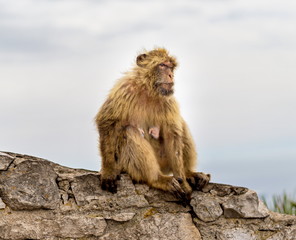 The Barbary macaque population in Gibraltar is the only wild monkey population in the European continent. Some three hundred animals in five troops occupy the area of the Upper Rock of Gibraltar.