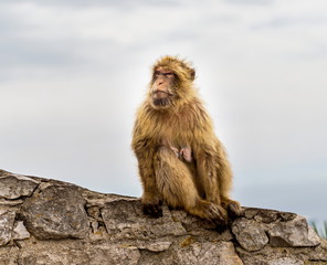 The Barbary macaque population in Gibraltar is the only wild monkey population in the European continent. Some three hundred animals in five troops occupy the area of the Upper Rock of Gibraltar.