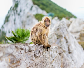 The Barbary macaque population in Gibraltar is the only wild monkey population in the European...