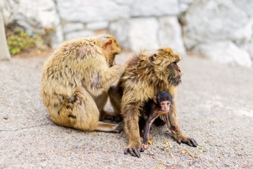The Barbary macaque population in Gibraltar is the only wild monkey population in the European continent. Some three hundred animals in five troops occupy the area of the Upper Rock of Gibraltar.