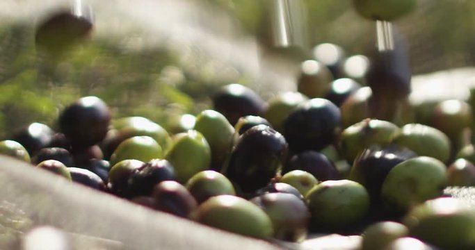 Genuine Italian organic oil cold pressed in slowmotion falls on organic bread. concept of nature and healthy food, healthy and natural. fresh olives and Tuscan Italian oil