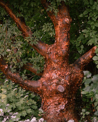 Fototapeta premium lone tree 
