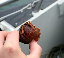 Hermit crab in Auke Bay near Juneau, Alaska.