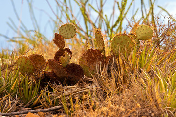 Prickly Pear Cactus-2