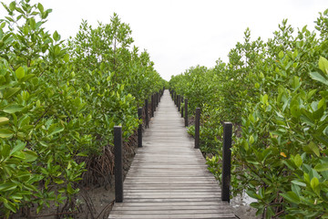 Obraz premium The mangrove forest