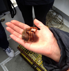 Hermit crab in Auke Bay near Juneau, Alaska.