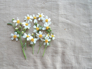 Beautiful white flower on sackcloth background
