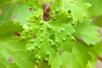 Leaf galls look like warts on grape leaves, caused by a parasite or insect, mites, living within the vines. Does not affect grapes.