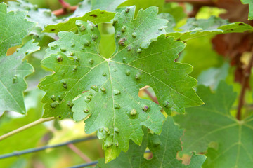 Leaf galls look like warts on grape leaves, caused by a parasite or insect, mites, living within the vines. Does not affect grapes.