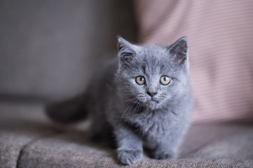 The grey shorthair kitten